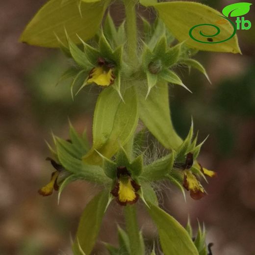 Sideritis montana