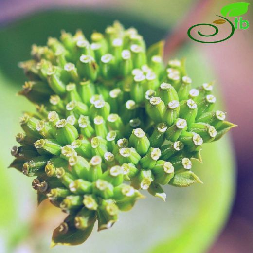 Bupleurum rotundifolium