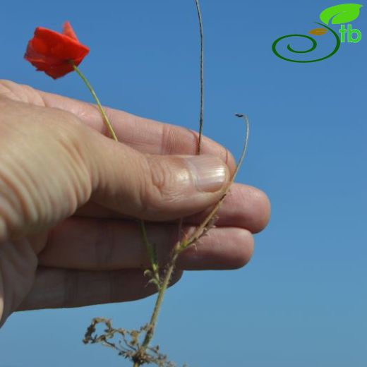 Papaver dubium