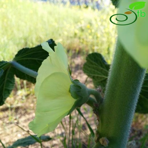 Alcea hohenackeri