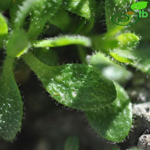 Arabis alanyensis