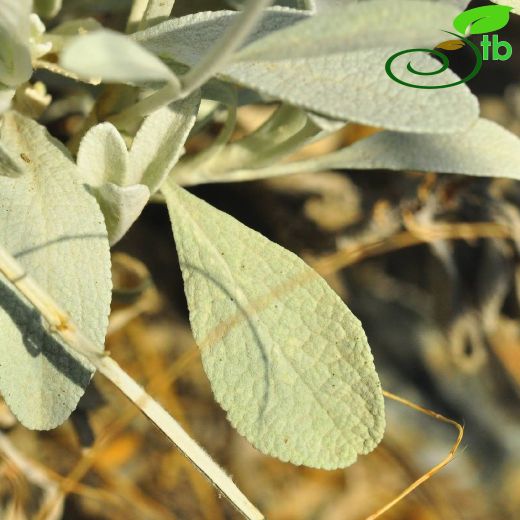 Sideritis vuralii