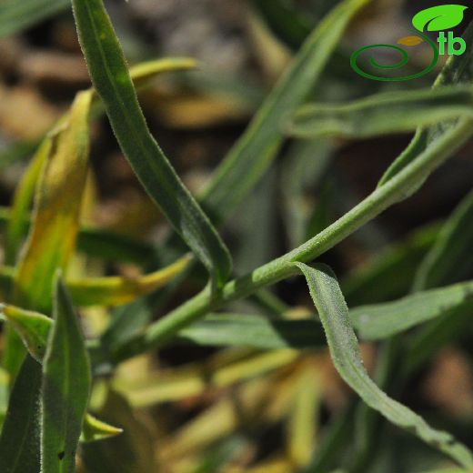 Centaurea drabifolia