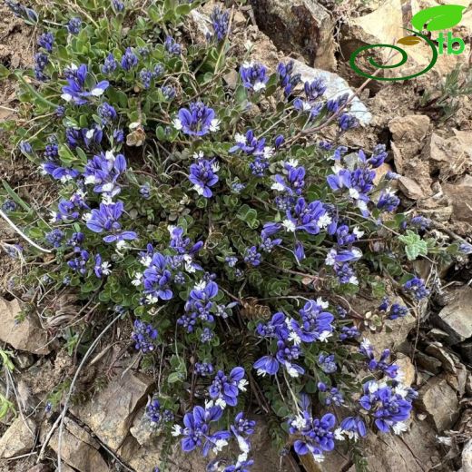 Polygalaceae-Sütotugiller