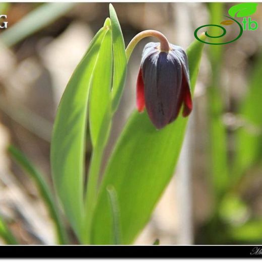 Fritillaria armena