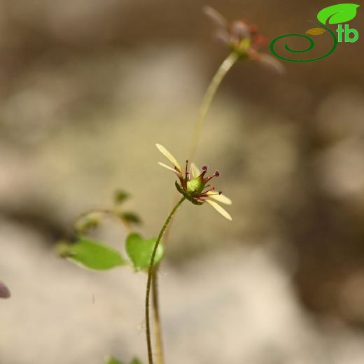 Saxifragaceae-Taşkırangiller
