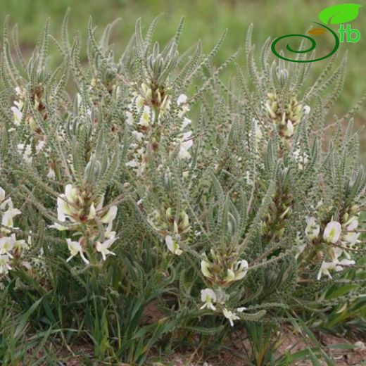 Astragalus aleppicus