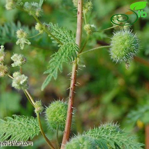 Urtica pilulifera