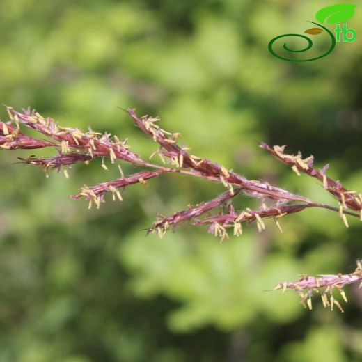 Tripidium strictum