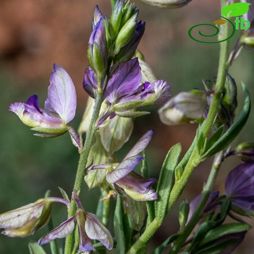 Polygalaceae-Sütotugiller