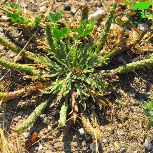 Plantago coronopus