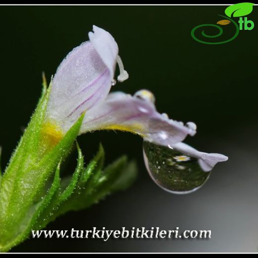 Euphrasia pectinata