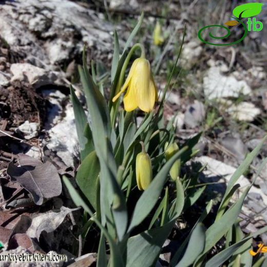 Fritillaria carica