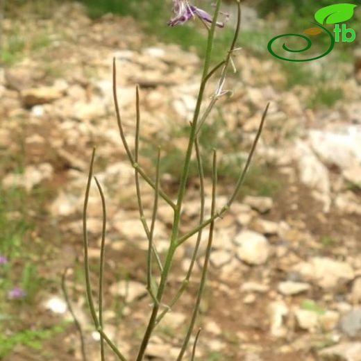 Hesperis matronalis