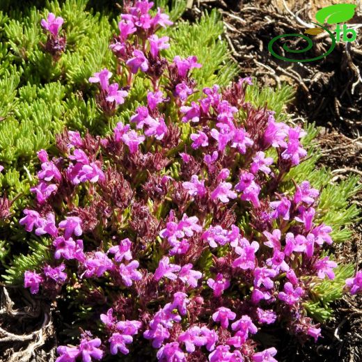 Thymus cherlerioides