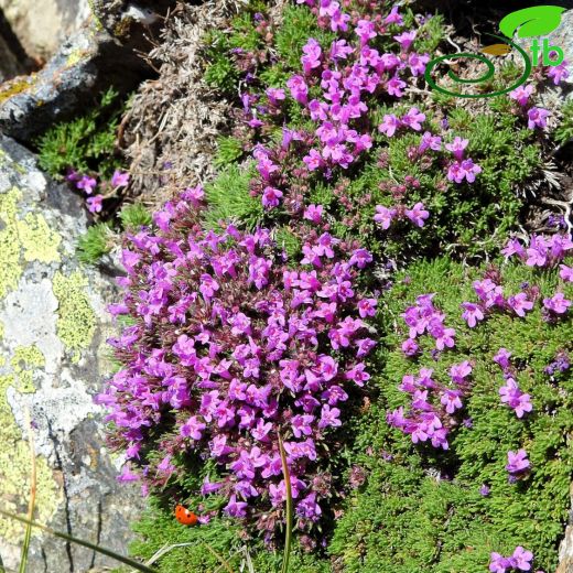 Thymus cherlerioides