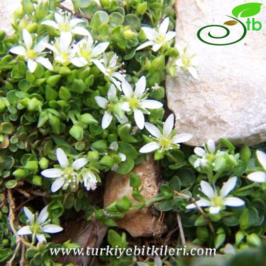 Arenaria rotundifolia