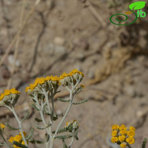 Achillea-Civanperçemi