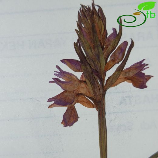 Dactylorhiza-Balkaymaksalebi