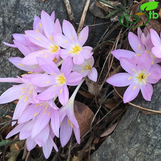 Colchicum baytopiorum