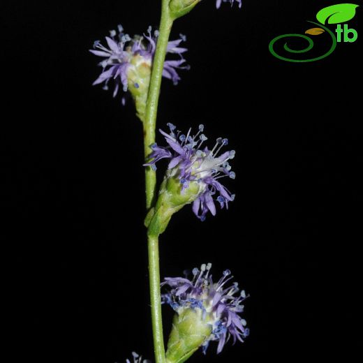 Plantaginaceae-Sinirotugiller