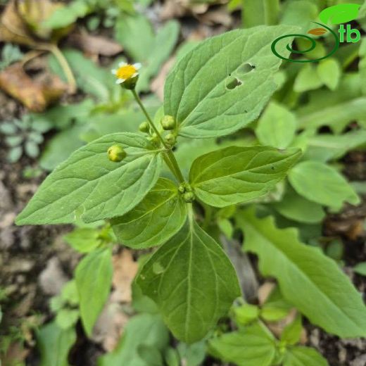 Galinsoga parviflora