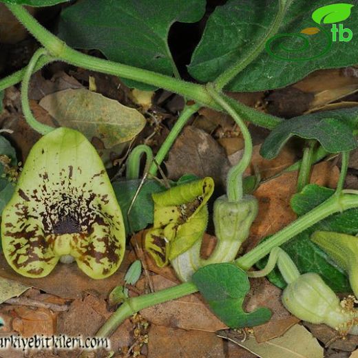 Aristolochia paecilantha