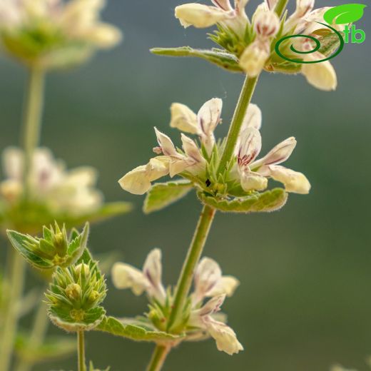 Stachys-Deliçay