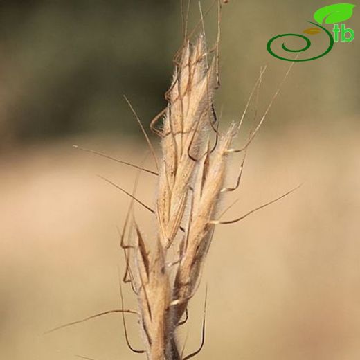 Bromus lanceolatus