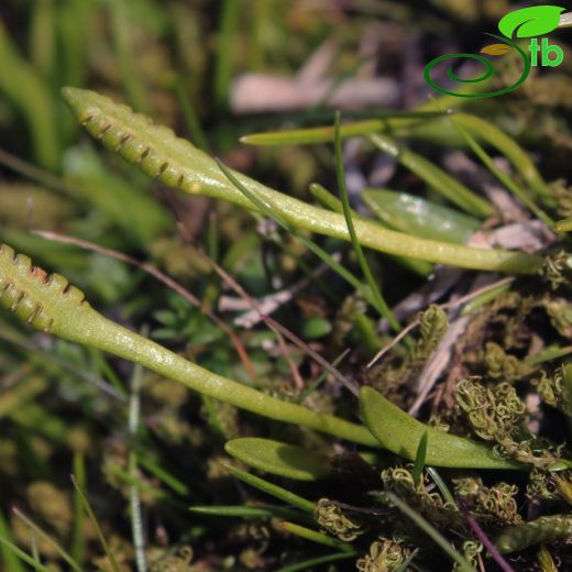 Ophioglossaceae-Dilotugiller