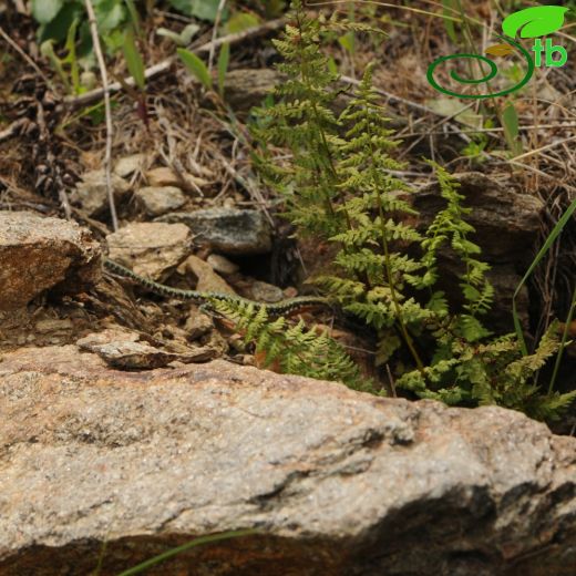 Cystopteridaceae-Gevrekeğreltigiller