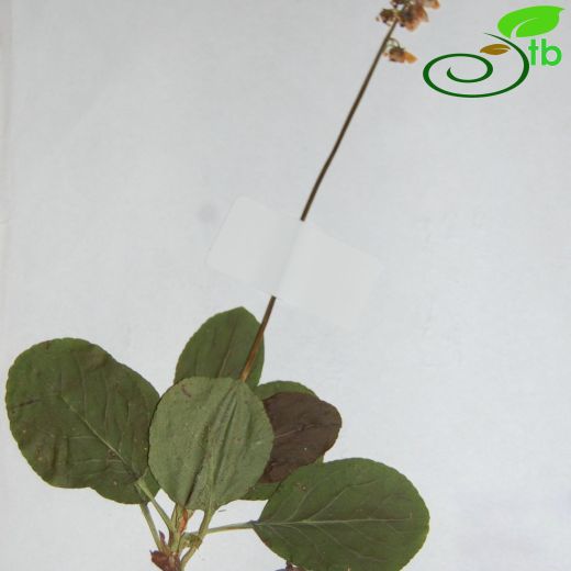 Pyrola-Kekliküzümü