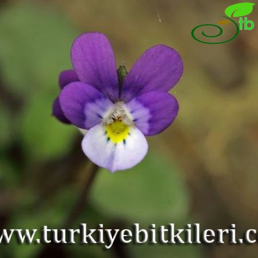 Viola heldreichiana