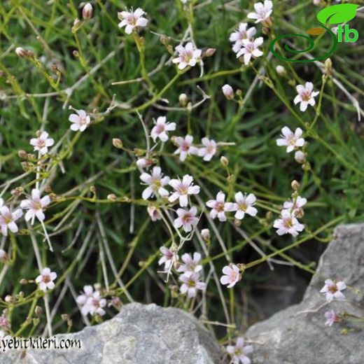 Gypsophila guvengorkii