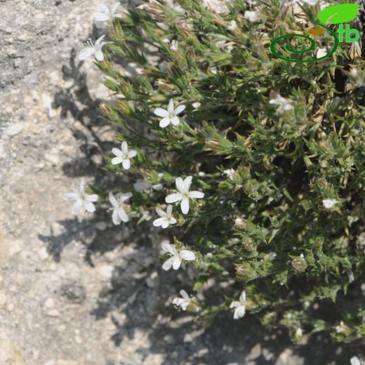 Bolanthus aziz-sancarii