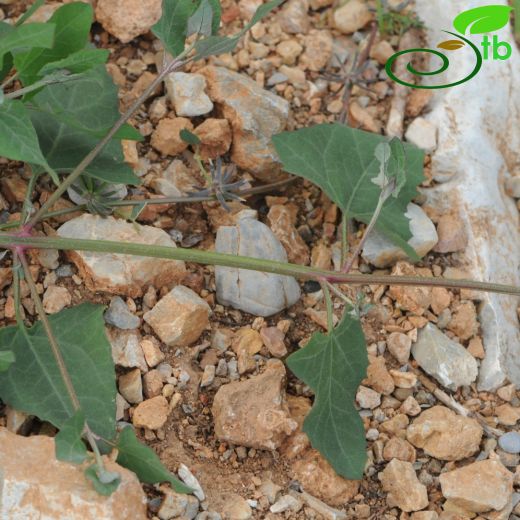 Chenopodium-Sirken