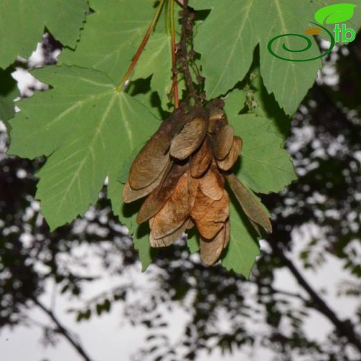 Sapindaceae-Akçaağaçgiller