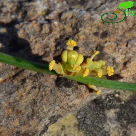 Ephedraceae-Denizüzümügiller