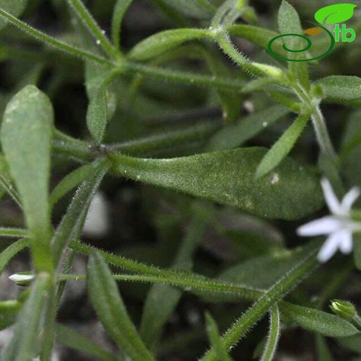 Arenaria pamphylica