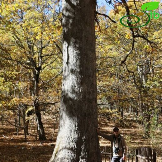 Quercus vulcanica