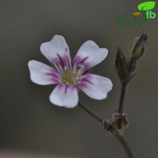 Gypsophila curvifolia