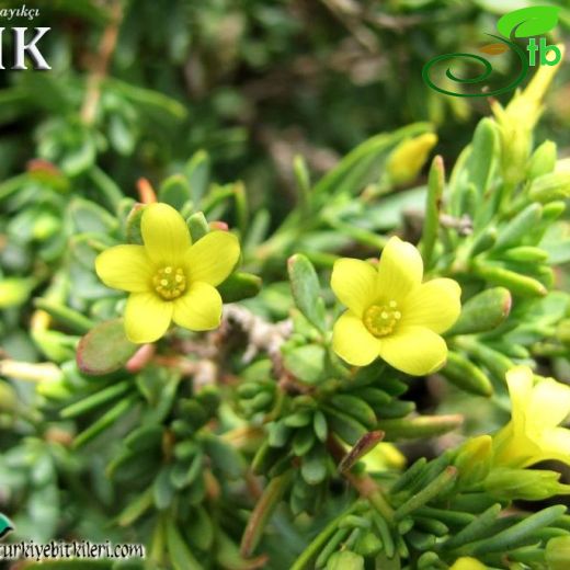 Hypericum russeggeri