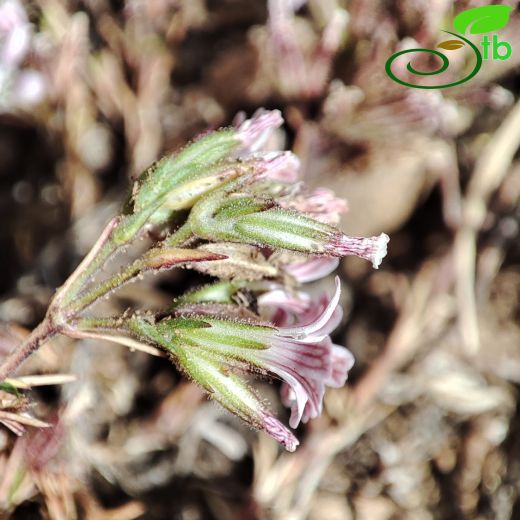 Bolanthus-Havalotu