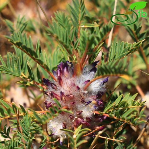 Astragalus baibutensis