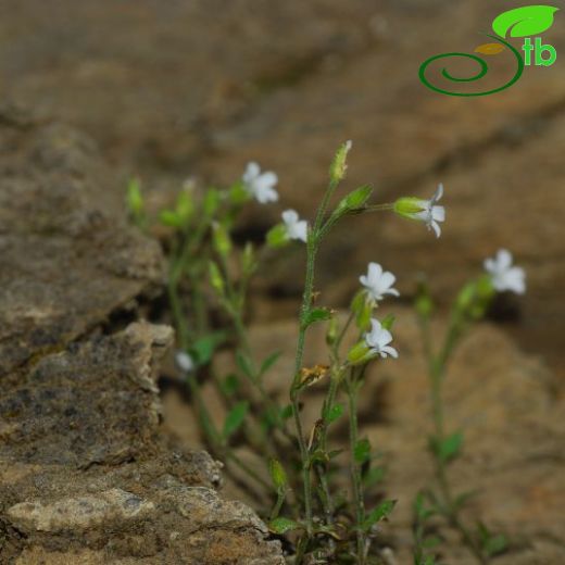 Arenaria muralis