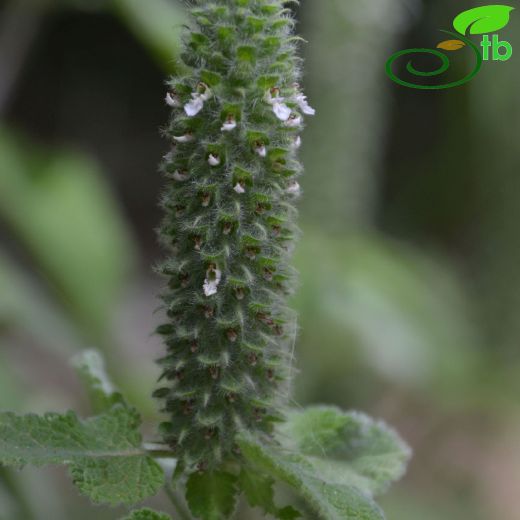 Teucrium lamiifolium