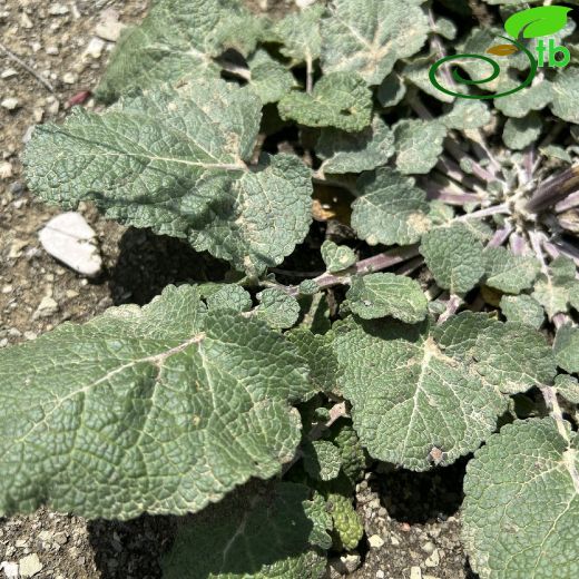 Verbascum-Sığırkuyruğu