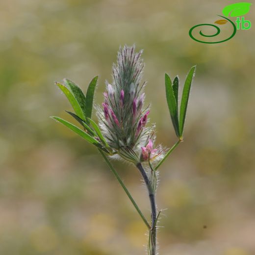 Trifolium angustifolium