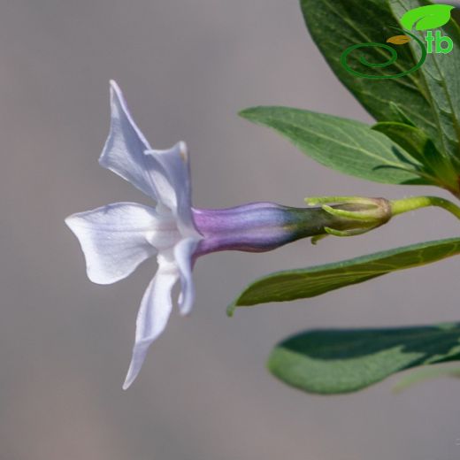 Apocynaceae-Zakkumgiller