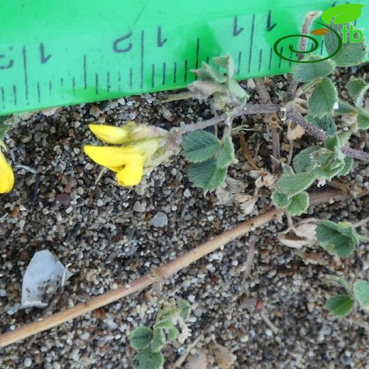 Medicago arenicola